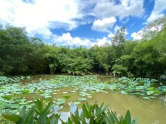 -大屏嶂森林公园