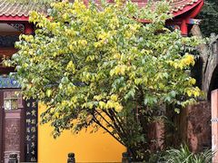 -都江堰普照寺
