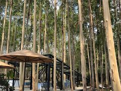 -桉树林A coffee 森林餐厅(三圣乡店)