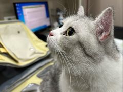 -四月宠物医院·猫专科·心脏专科·内科(转塘店)