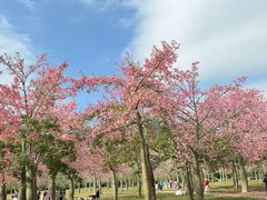 -风云岭森林公园