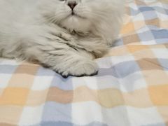-欣宠猫屋·矮脚拿破仑·蓝金金渐层