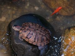 -御膳粥·牛乳粥底火锅·地道顺德菜(容桂店)
