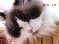 -爪爪喵星球·猫舍(前海卓越店)