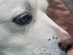 -达爱动物医院·犬猫分区·CT·复杂眼科(远洋山水分院)