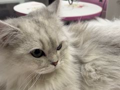 -FAELING PETS美天灵宠物(富力广场店)