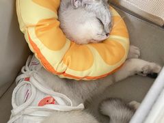 -伟伟宠物医院·瑞派猫友好医院·猫科(光谷店)