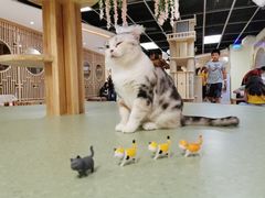 -猫和宫(六道口店)