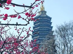 -红梅公园