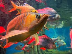 -上海海洋水族馆