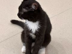 -共舞时光猫咖·狗咖(新街口店)