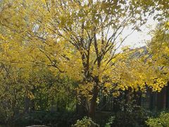 -紫竹院公园冰场