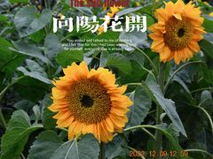 -花开海上生态园