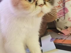 -平行世界·猫咖(首经贸店)