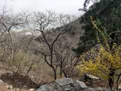 -北京鹫峰国家森林公园
