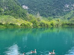 -靖西鹅泉风景区