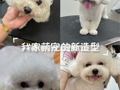 -帕帕拉兹宠物(亚洲旗舰店)