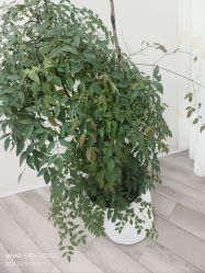 -HEYAN荷妍专业脱毛连锁机构