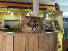 -平行世界·猫咖(首经贸店)