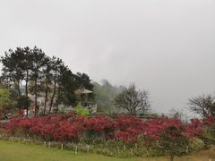 -铁山坪森林公园