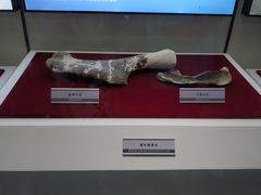 -嘉荫恐龙国家地质公园