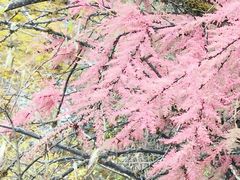 -稻城亚丁风景区-电瓶观光车售票处