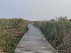 -盐城丹顶鹤湿地生态旅游区