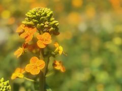 -中国天府农业博览园