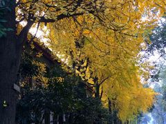 -四川大学(华西校区)