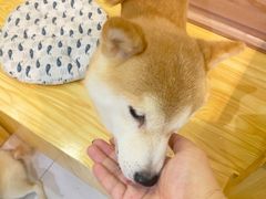 -柴源莊·柴小宠柴犬咖啡