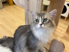 -有喵·猫咖·狗咖·30几只猫10只小狗(岗厦店)