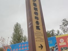 -金塔沙漠胡杨林景区