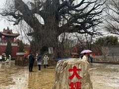 -大槐树寻根祭祖园