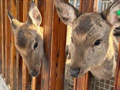 -北京鹿世界主题园