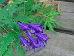 -白草畔自然风景区