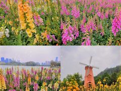 -顺峰山公园