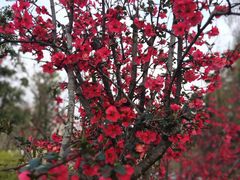 -两河城市森林公园