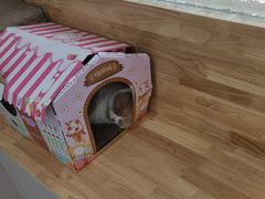 -伟伟宠物医院·CT影像中心·瑞派犬猫综合性门诊(汉口总院)
