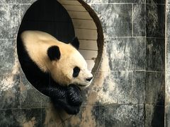 -中国大熊猫保护研究中心雅安碧峰峡基地