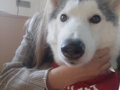 -Husky Go! 哈士奇体验馆·宠物咖啡厅狗咖