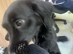 -瑞鹏宠物医院·宠保定点·心脏科·内科(御桥分院)