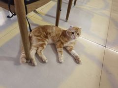 -平行世界·猫咖(首经贸店)