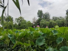 -莲湖公园