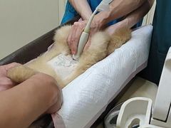 -瑞派康怡24h宠物医院·犬猫医疗中心·微创绝育(瑞景分院)