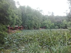 荷塘-南宁良凤江国家森林公园