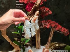 -蟹犇前•帝王蟹雪蟹(陆家嘴店)