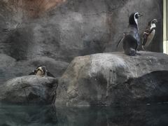 -合肥野生动物园