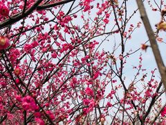 -香雪海