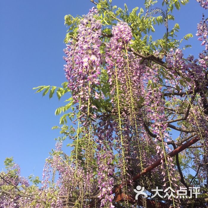 嘉定紫藤園圖片-北京公園-大眾點評網