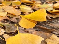 -上海市保健医疗中心